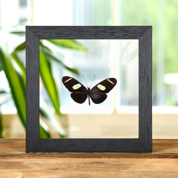 Wallace's Longwing Butterfly In Clear Glass Frame (Heliconius wallacei flavescens)
