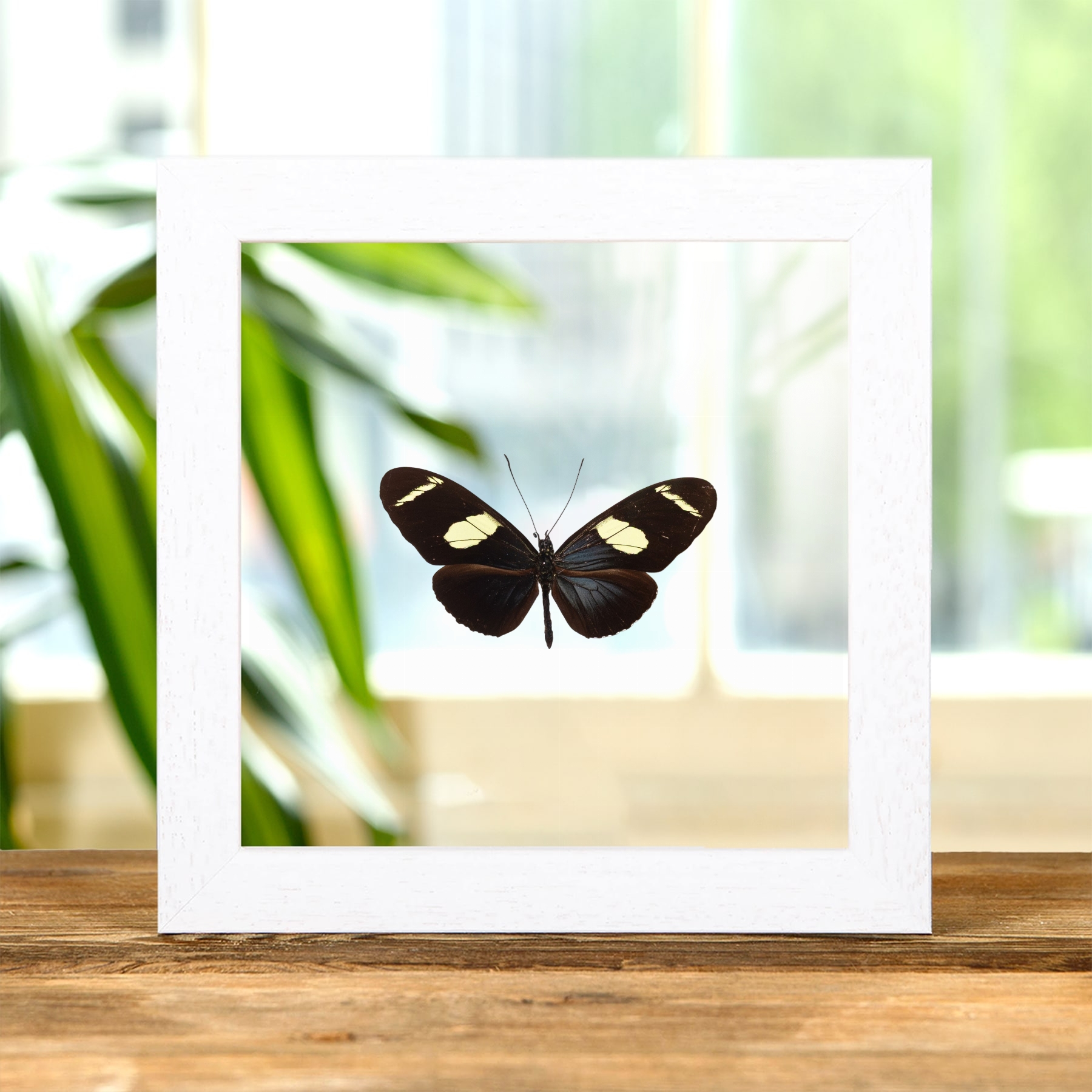 Minibeast Η Πεταλούδα Wallace'S Longwing Σε Διάφανη Γυάλινη Κορνίζα (Heliconius wallacei flavescens)