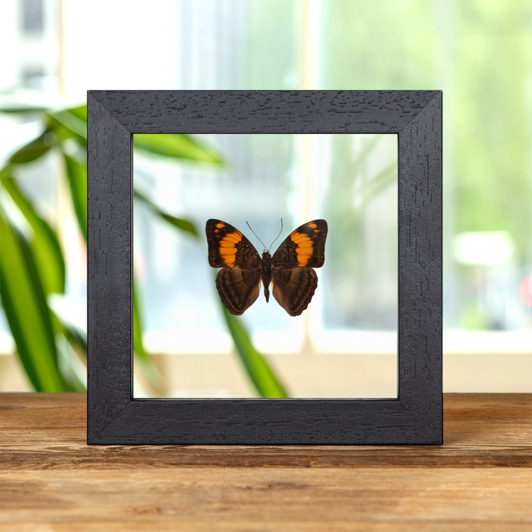 Mesentina Sister Butterfly In Clear Glass Frame (Adelpha mesentina)