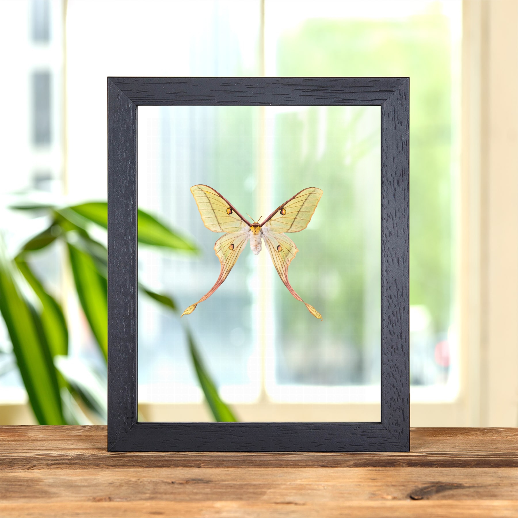 Minibeast Papillon de nuit Hybrid de Lune Femelle dans un Cadre en Verre Transparent (Actias dubernardi x Graellsia Isabellae)