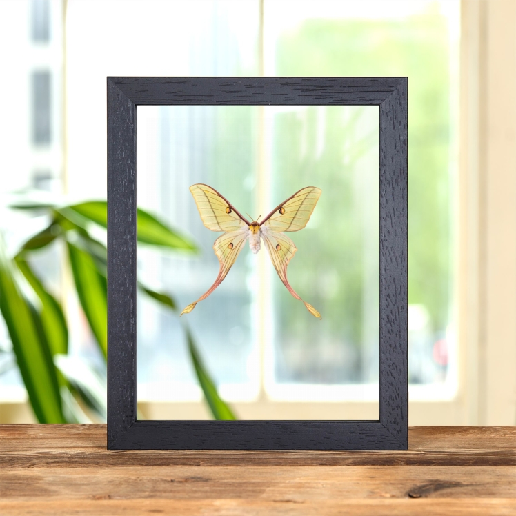 Female Hybrid Moon Moth In Clear Glass Frame (Actias dubernardi x Graellsia Isabellae) Female Hybrid Moon Moth In Clear Glass Frame (Actias dubernardi x Graellsia Isabellae)