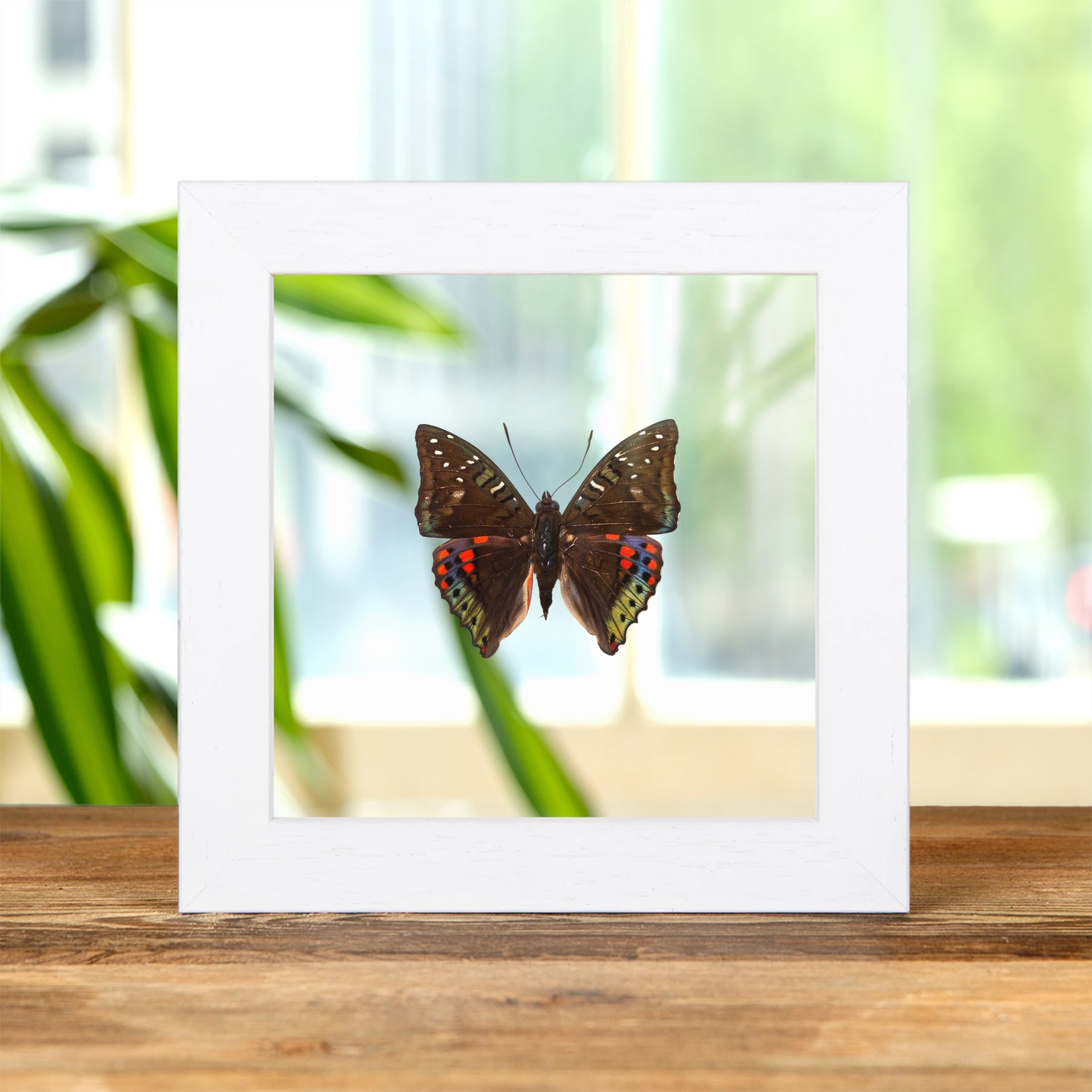 Green Baron Butterfly In Clear Glass Frame (Euthalia adonia)
