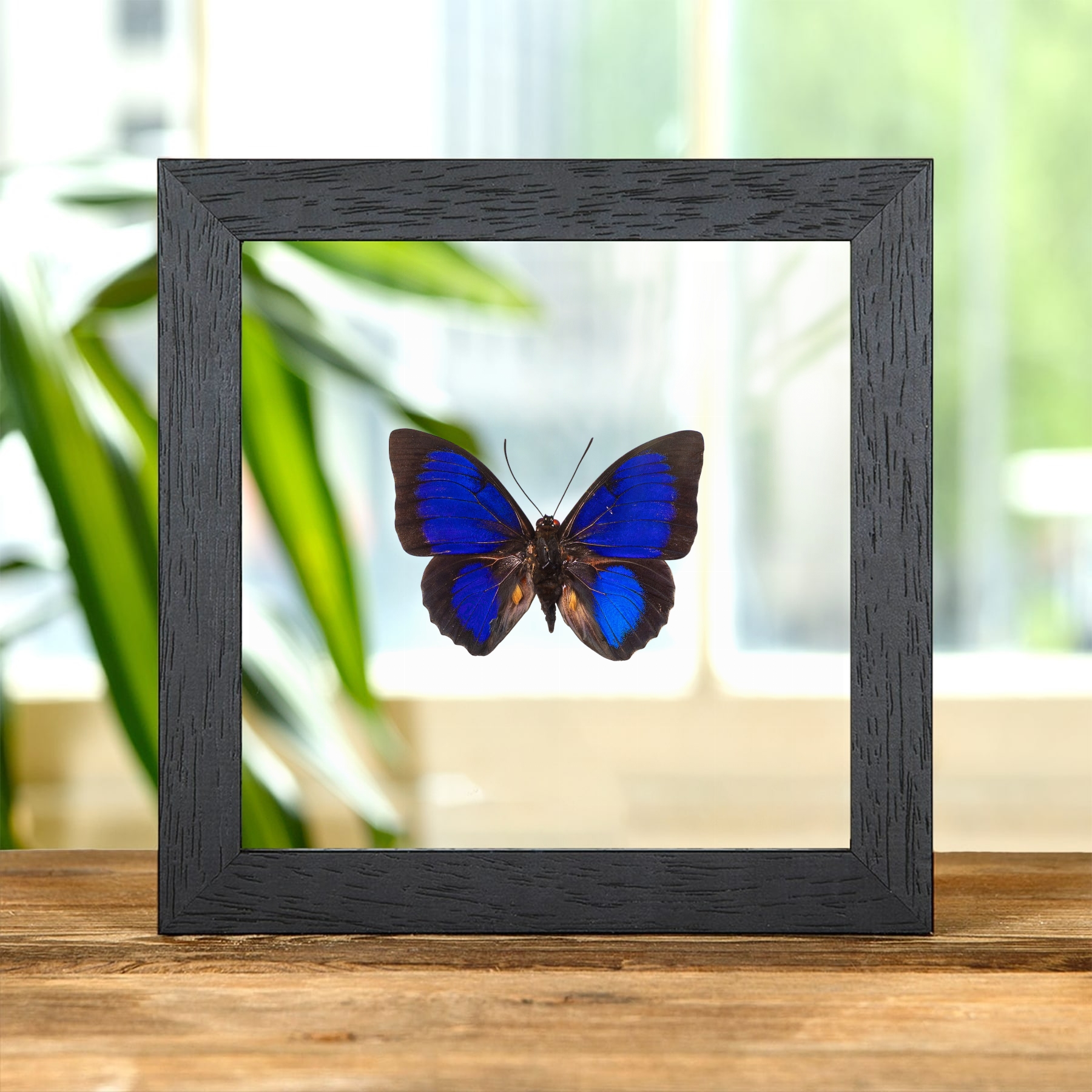 Minibeast Blue Agrias x Prepona Hybrid Butterfly In Clear Glass Frame (Agrias hewitsonis x prepona sp)
