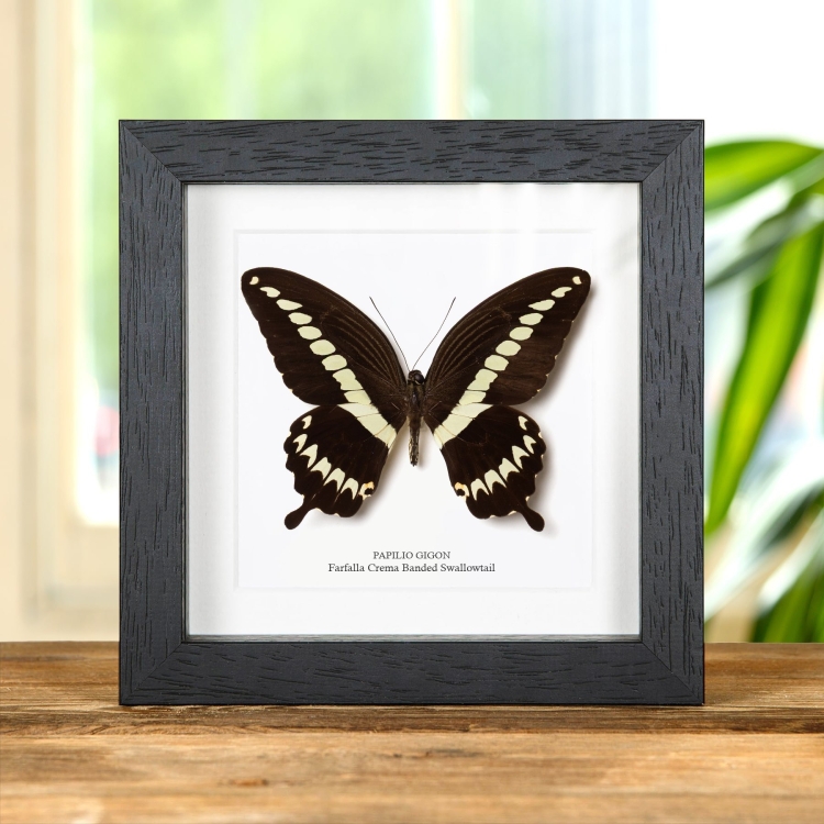 Farfalla Crema Banded Swallowtail In Cornice Di Vetro Trasparente (Papilio gigon)