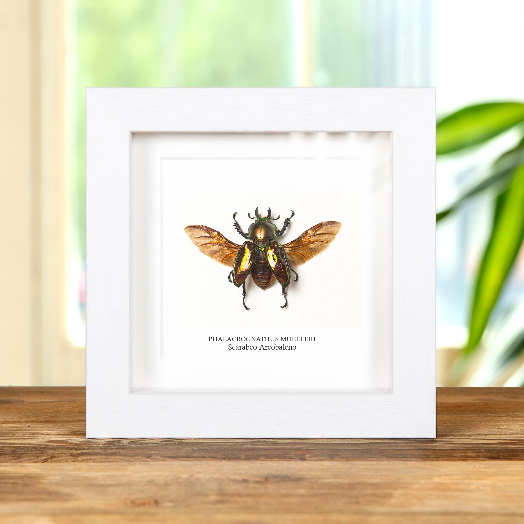 Minibeast Scarabeo Giapponese Arcobaleno Femmina In Cornice Di Vetro Trasparente (Phalacrognathus muelleri)