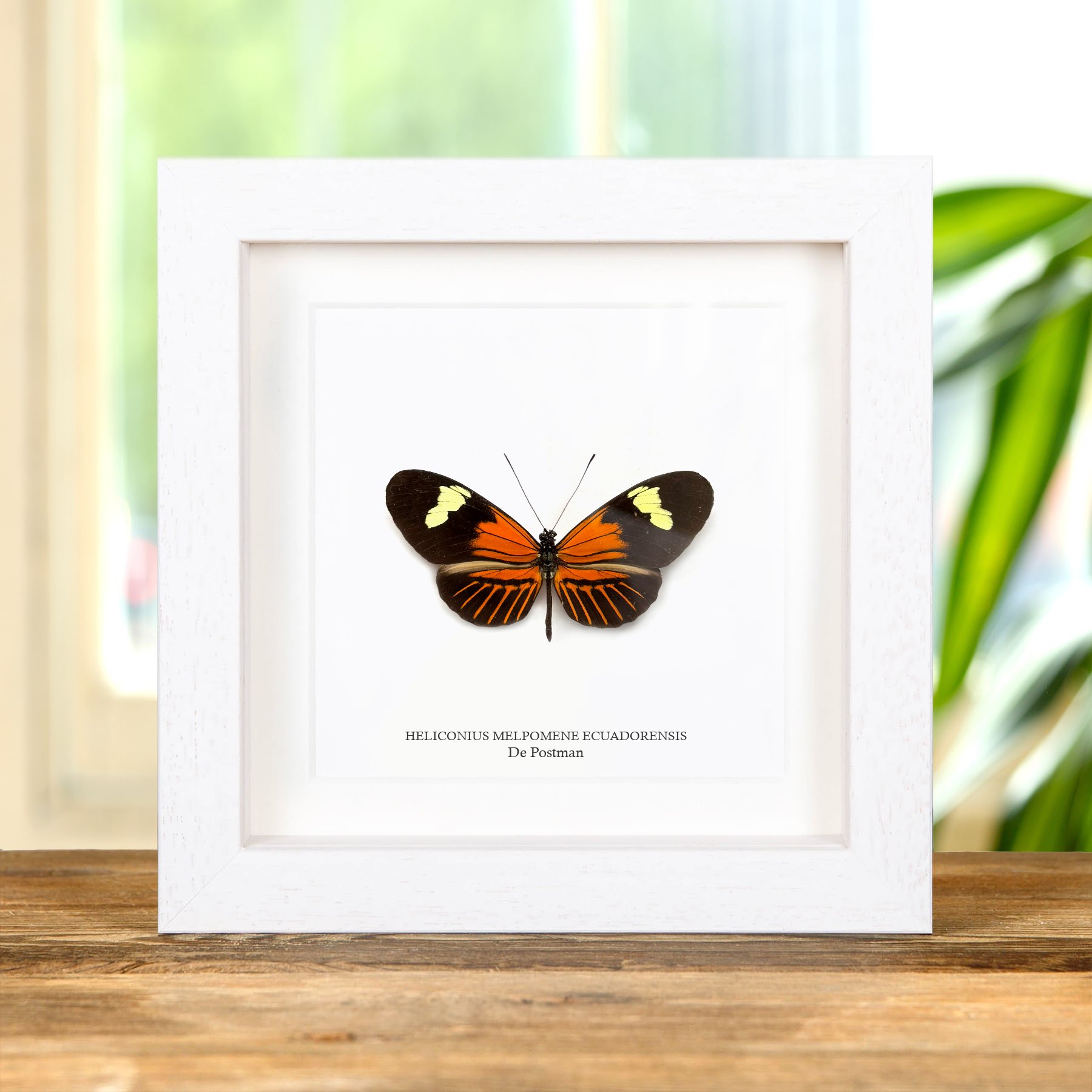 Minibeast De Postman Vlinder In Transparante Glazen Lijst (Heliconius melpomene ecuadorensis)