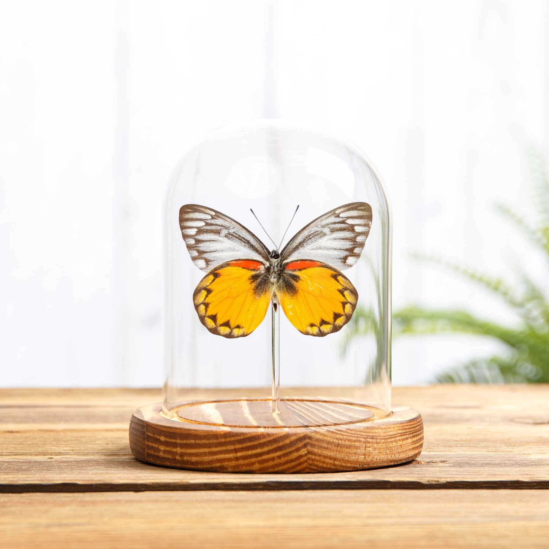 Delias Butterfly  In Glass Dome from Flores, indonesia(Delias oraia lydia)