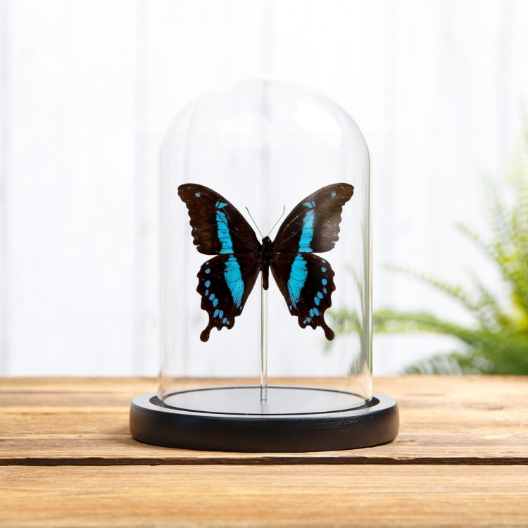 Horniman's Swallowtail Butterfly In Glass Dome (Papilio hornimani) Horniman's Swallowtail Butterfly In Glass Dome (Papilio hornimani)