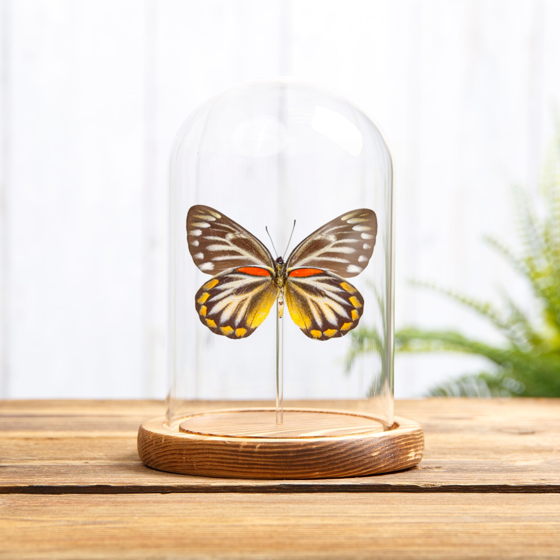 Female Delias Butterfly  In Glass Dome from Flores, indonesia (Delias oraia lydia)