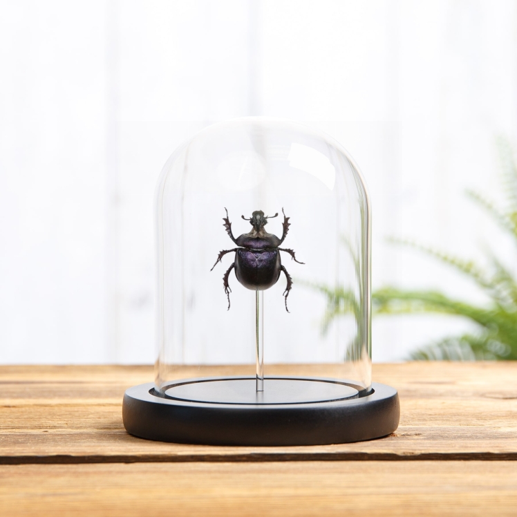 Purple Scarab Beetle In Glass Dome (Enoplotrupes sharpi)