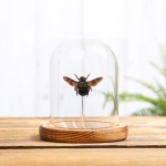 Carpenter Bee In Glass Dome (Xylocopa caerulea)