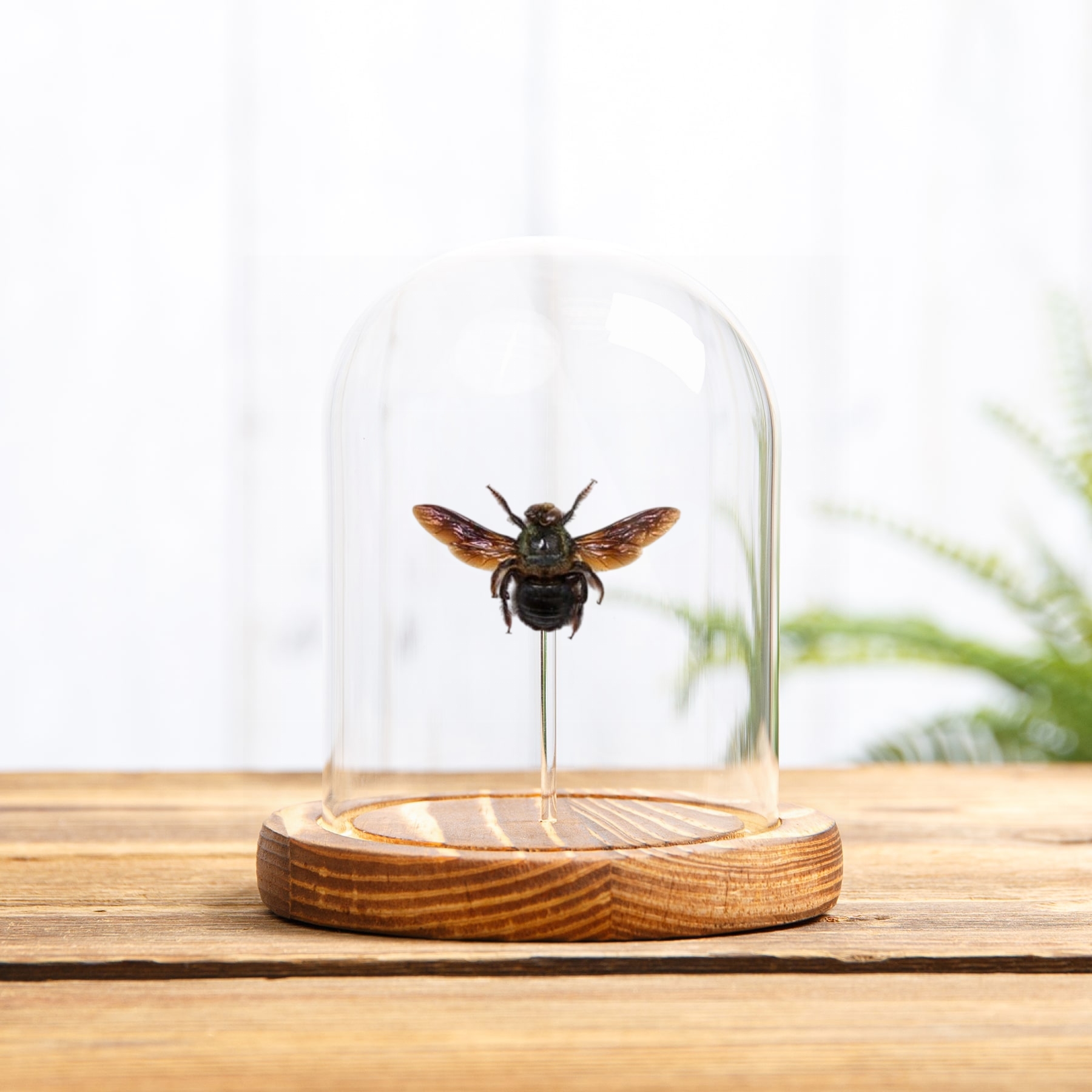 Carpenter Bee In Glass Dome (Xylocopa caerulea) Carpenter Bee In Glass Dome (Xylocopa caerulea)