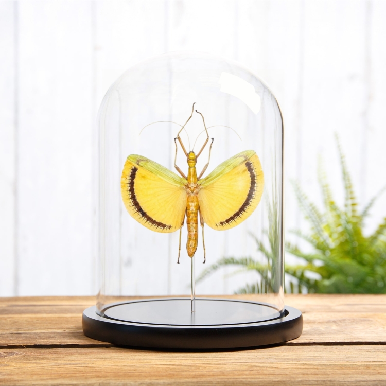 Winged Walking Stick Insect In Glass Dome (Tagesoidea nigrofasciata)