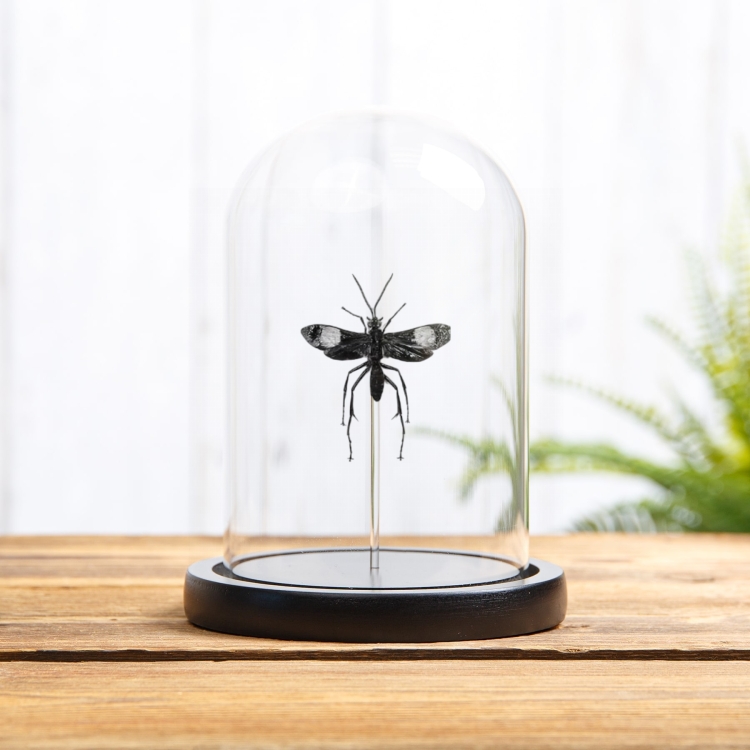 Pepsine Spider Wasp In Glass Dome (Hemipepsis sp)