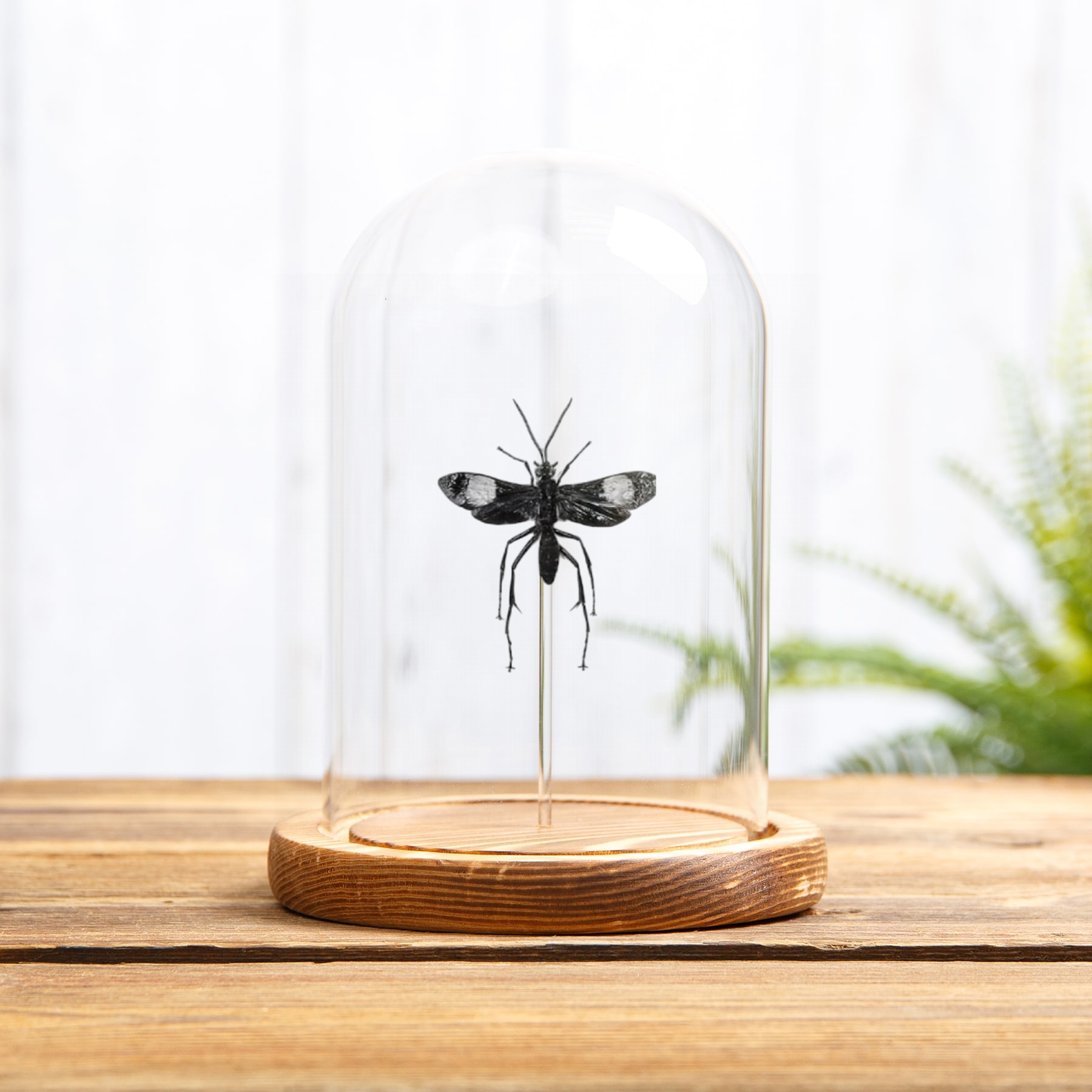 Pepsine Spider Wasp In Glass Dome (Hemipepsis sp)