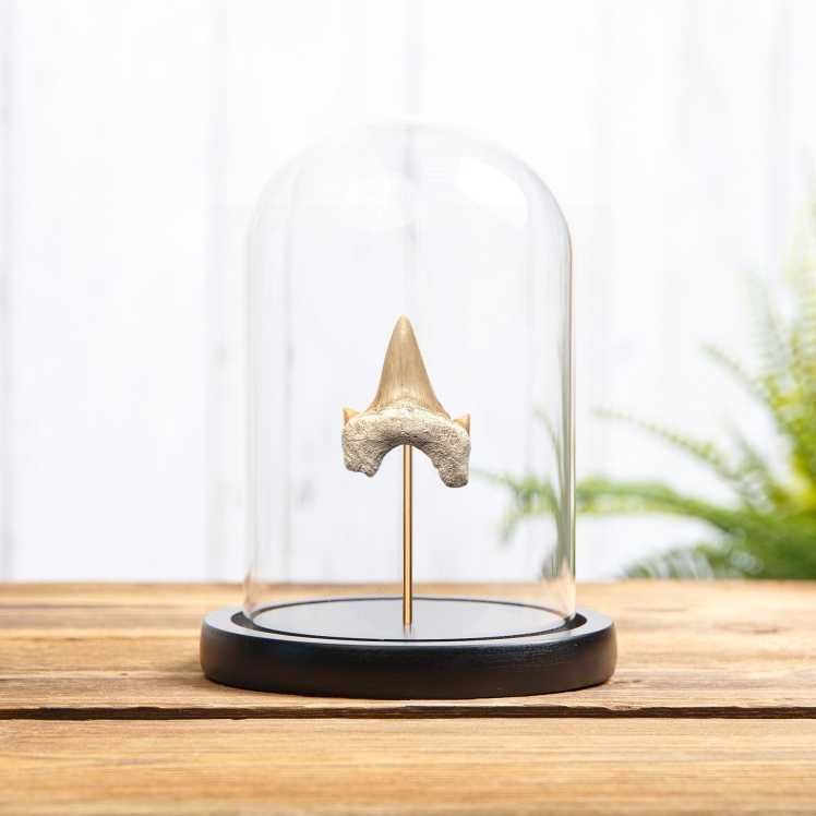 Otodus Shark Tooth Fossil In Glass Dome (Otodus obliquus)