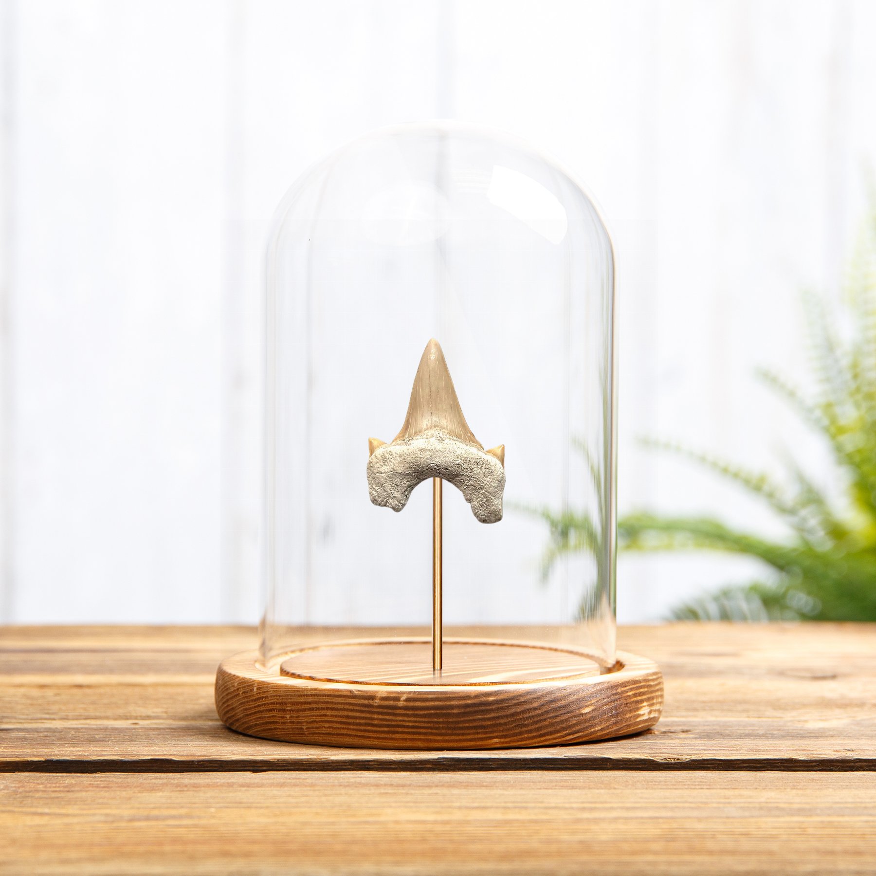 Otodus Shark Tooth Fossil In Glass Dome (Otodus obliquus)