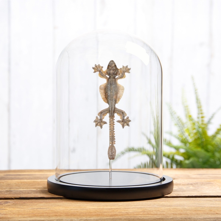 Kuhl's Flying Gecko In Glass Dome (Ptychozoon kuhli)