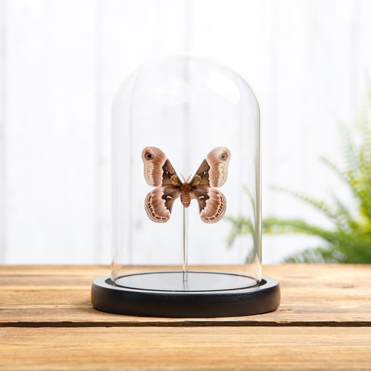 Female Promethea silkmoth In Glass Dome (Callosamia promethea)