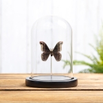 Minibeast Promethea Silkmoth In Glass Dome (Callosamia promethea)