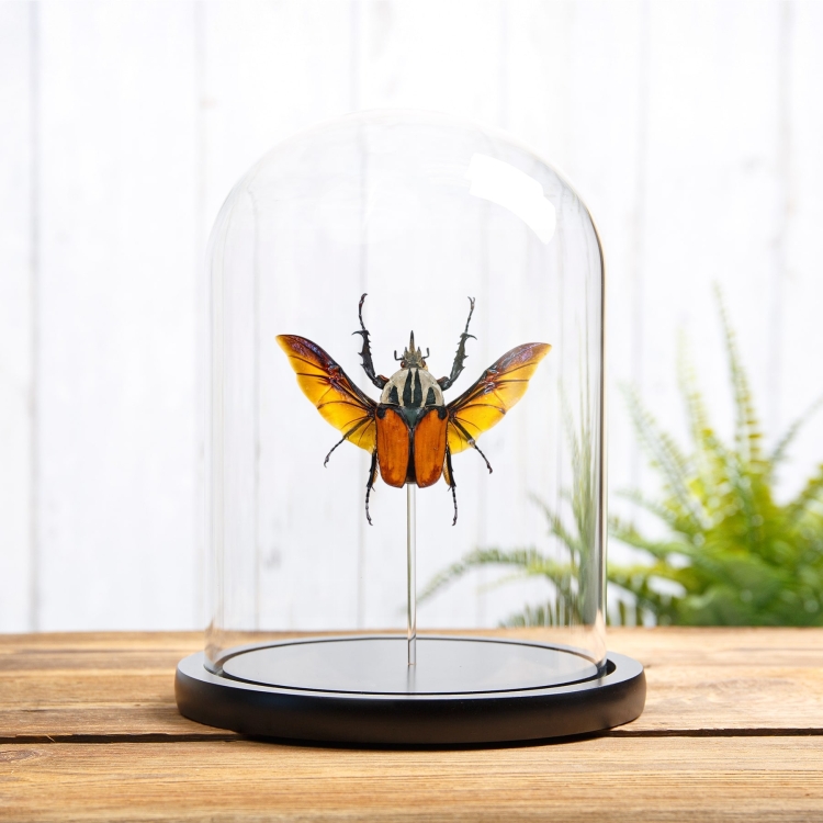 African Flower Beetle In Glass Dome (Mecynorrhina oberthuri)