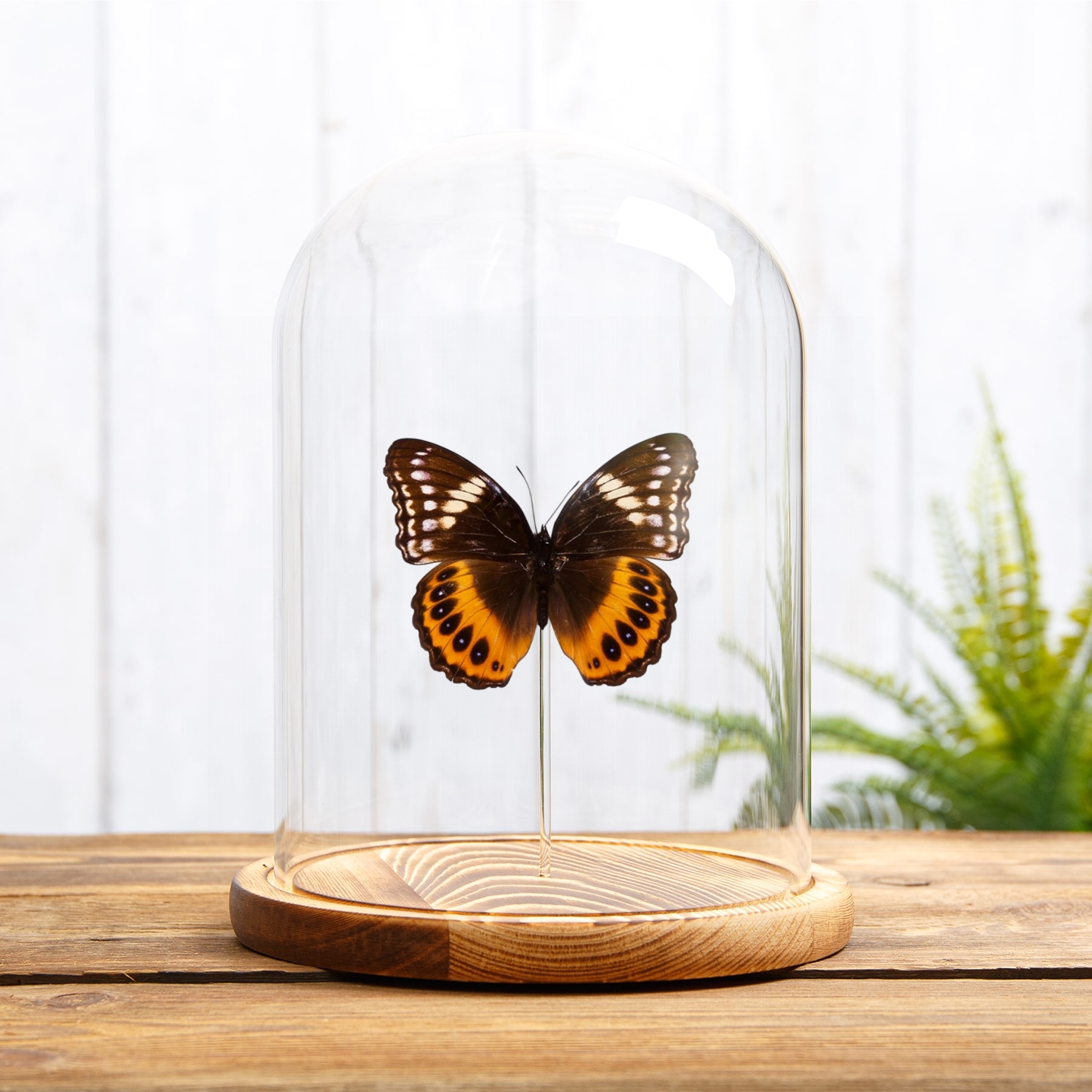 Female Eight-spot Diadem In Glass Dome (Hypolimnas pandarus)