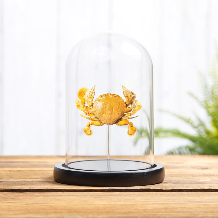 Moon Crab In Glass Dome (Matuta victor)