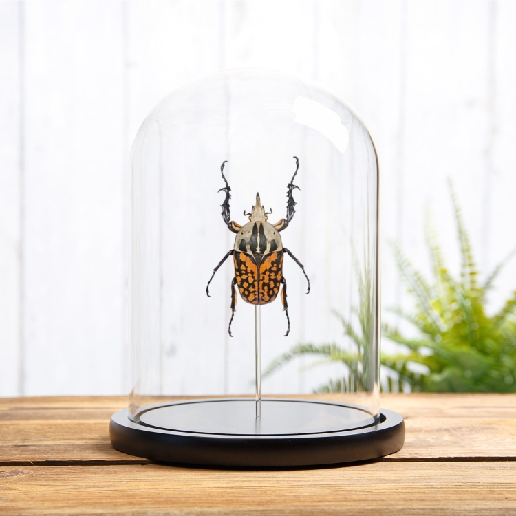XL African Flower Beetle In Glass Dome (Mecynorrhina oberthuri decorata)