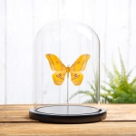 Minibeast Yellow Emperor In Glass Dome Gonimbrasia Dione(Nudaurelia)
