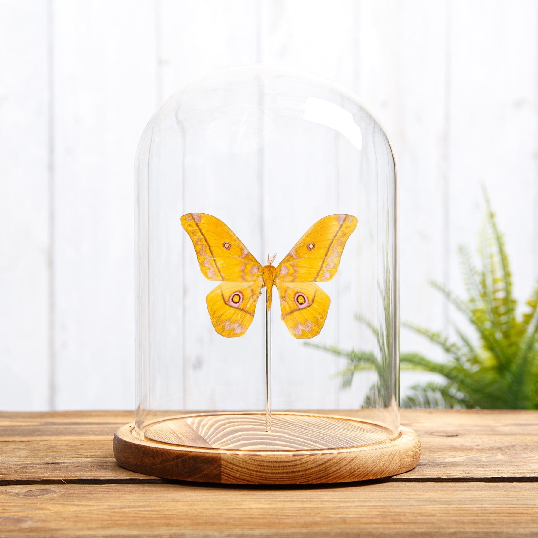 Yellow Emperor In Glass Dome Gonimbrasia Dione(Nudaurelia)