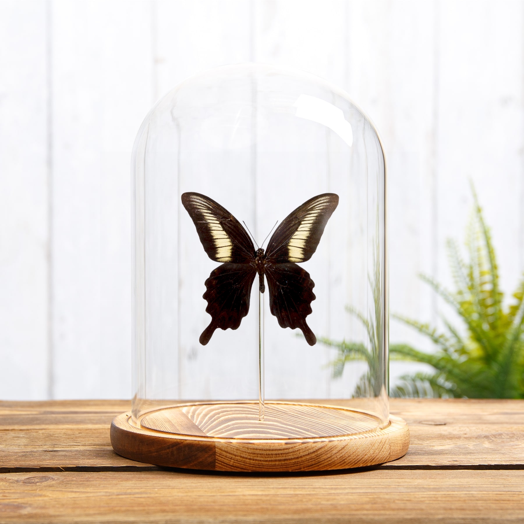 Papilio oenomaus In Glass Dome (Papilio oenomaus)
