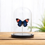 Minibeast Painted Beauty Butterfly In Glass Dome (Batesia hypochlora)