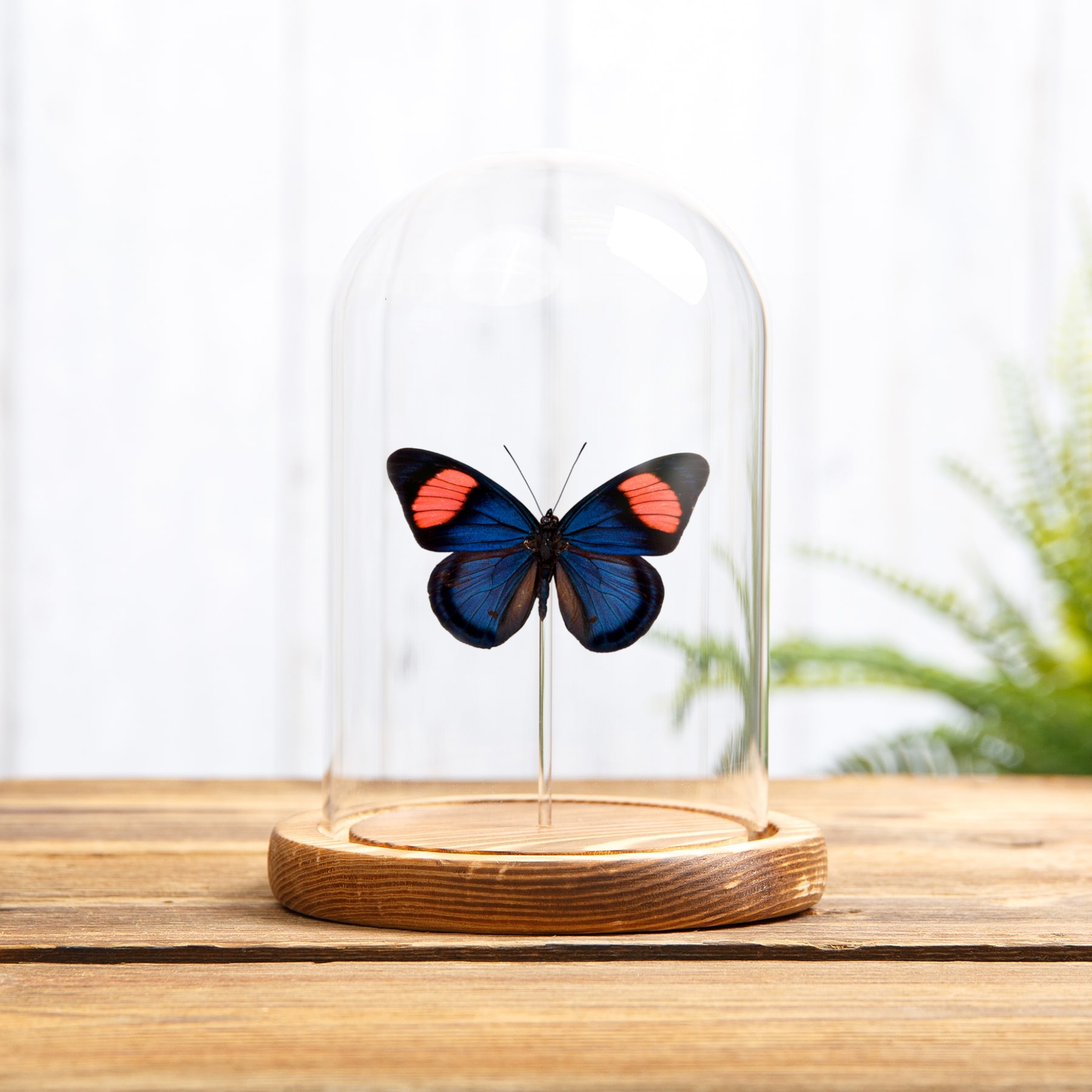 Painted Beauty Butterfly In Glass Dome (Batesia hypochlora)