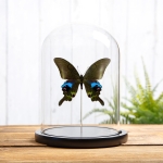 Minibeast The Blue Peacock Butterfly In Glass Dome (Papilio arcturus)