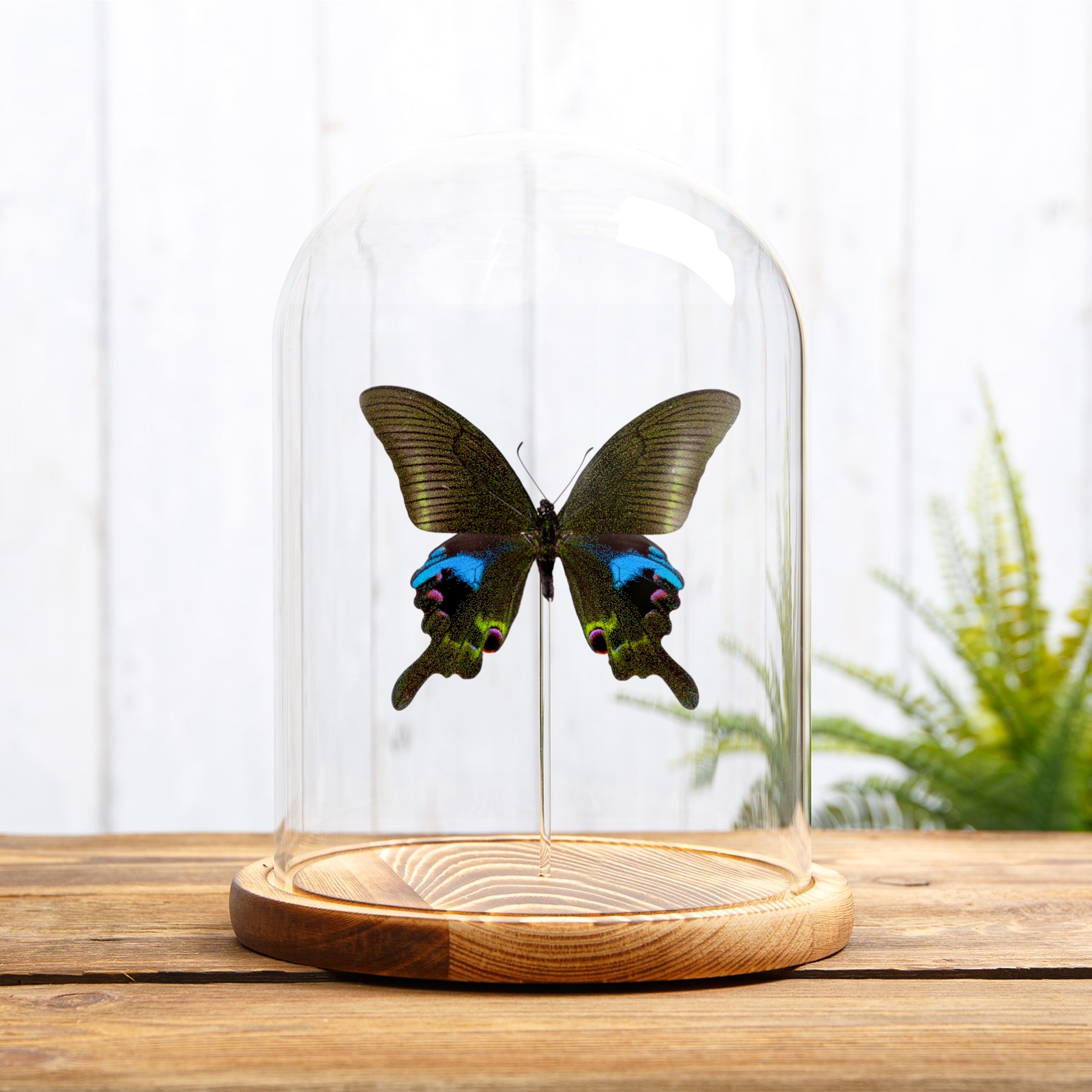 The Blue Peacock Butterfly In Glass Dome (Papilio arcturus)