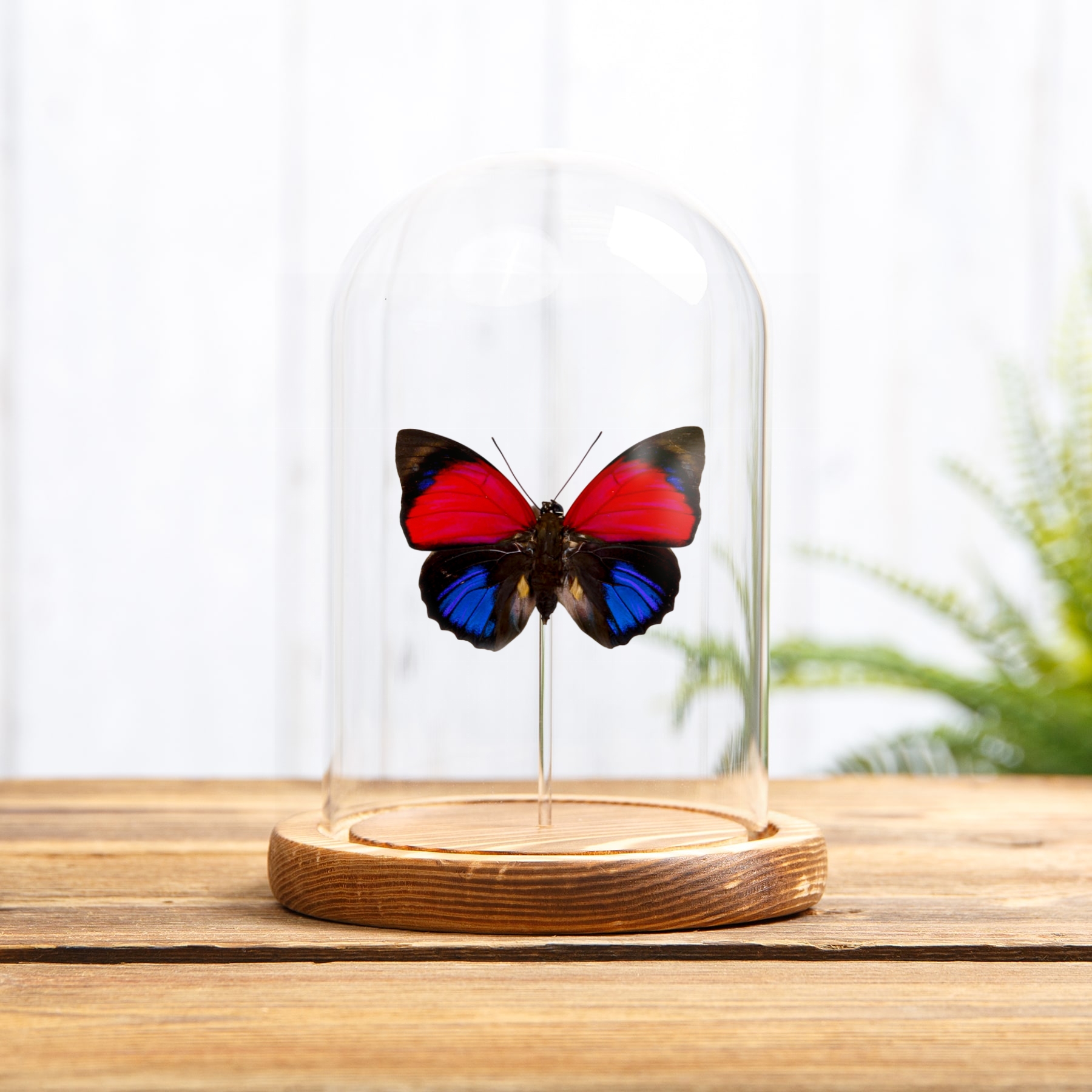 Claudina Agrias Butterfly In Glass Dome (Agrias claudina)
