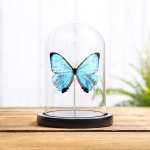 Minibeast Sulkowsky's Morpho Butterfly In Glass Dome (Morpho sulkowskyi)