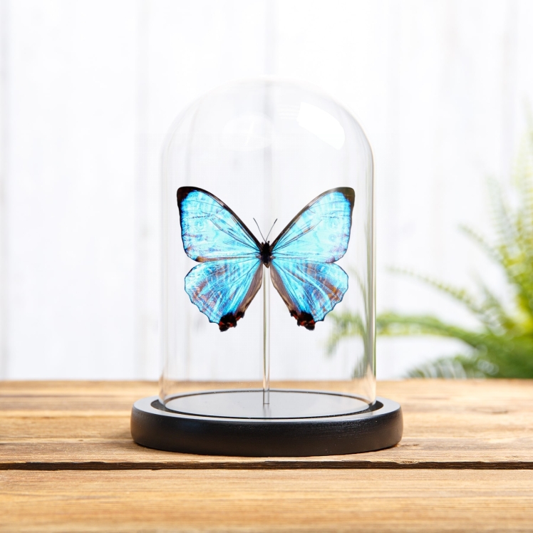 Sulkowsky's Morpho Butterfly In Glass Dome (Morpho sulkowskyi)