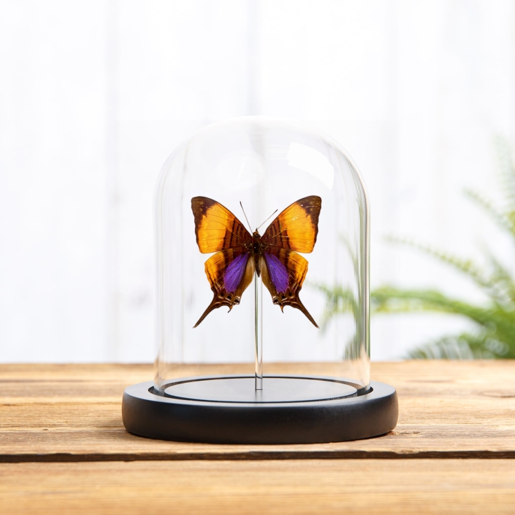 Pansy Daggerwing Butterfly In Glass Dome (Marpesia marcella)