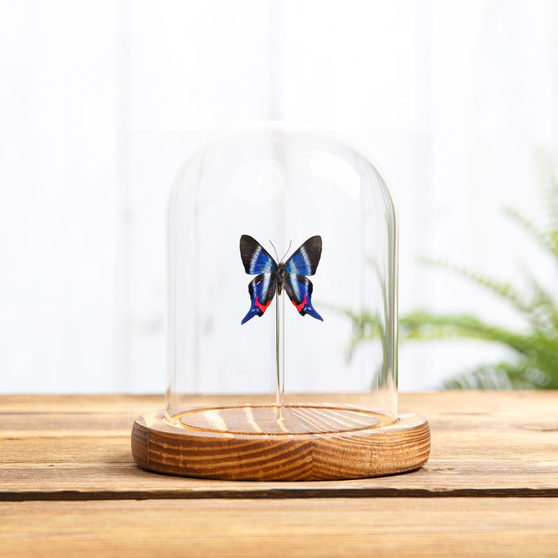 Rhetus Butterfly In Glass Dome (Rhetus dysonii caligosus)