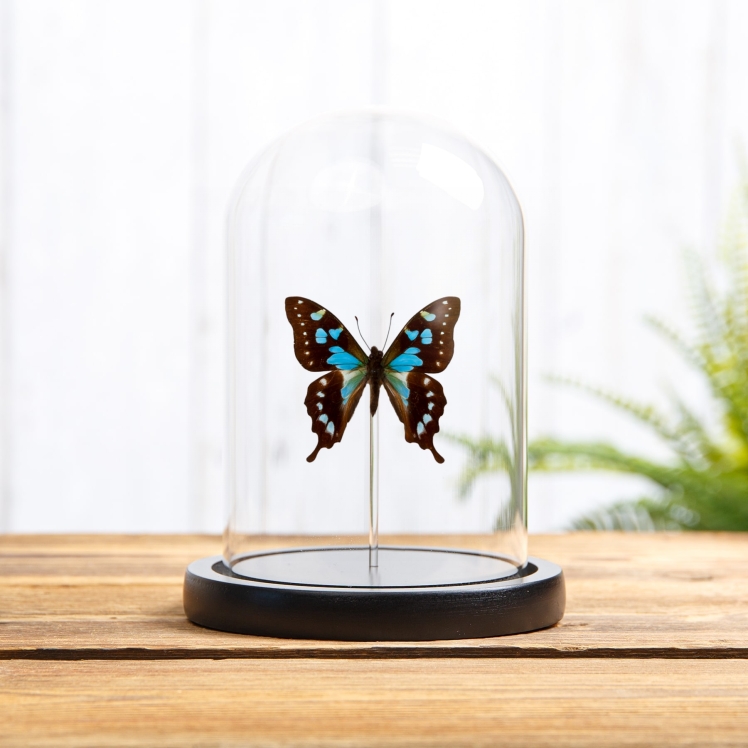 Tropical Blue Swallowtail Butterfly In Glass Dome (Graphium stresemanni)