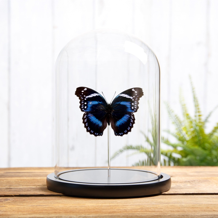 Tropical Brush-foot Butterfly In Glass Dome (Hypolimnas antevorta) Tropical Brush-foot Butterfly In Glass Dome (Hypolimnas antevorta)