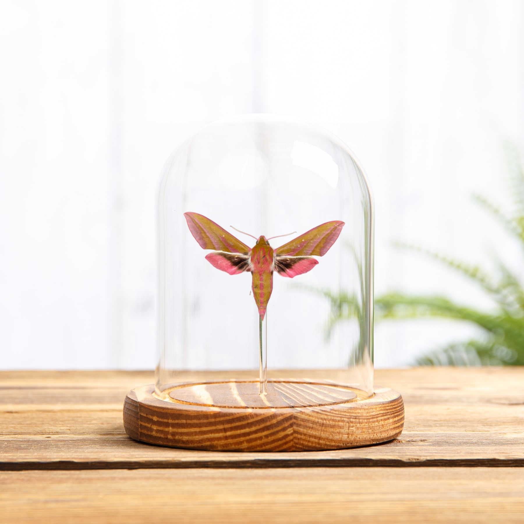 Elephant Hawk-moth In Glass Dome (Deilephila elpenor) Elephant Hawk-moth In Glass Dome (Deilephila elpenor)