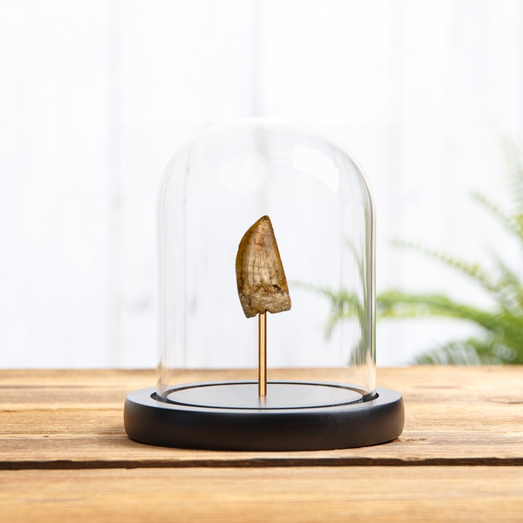 Carcharodontosaurus Dinosaur Tooth Fossil In Glass Dome With Wooden Base (Carcharodontosaurus saharicus)