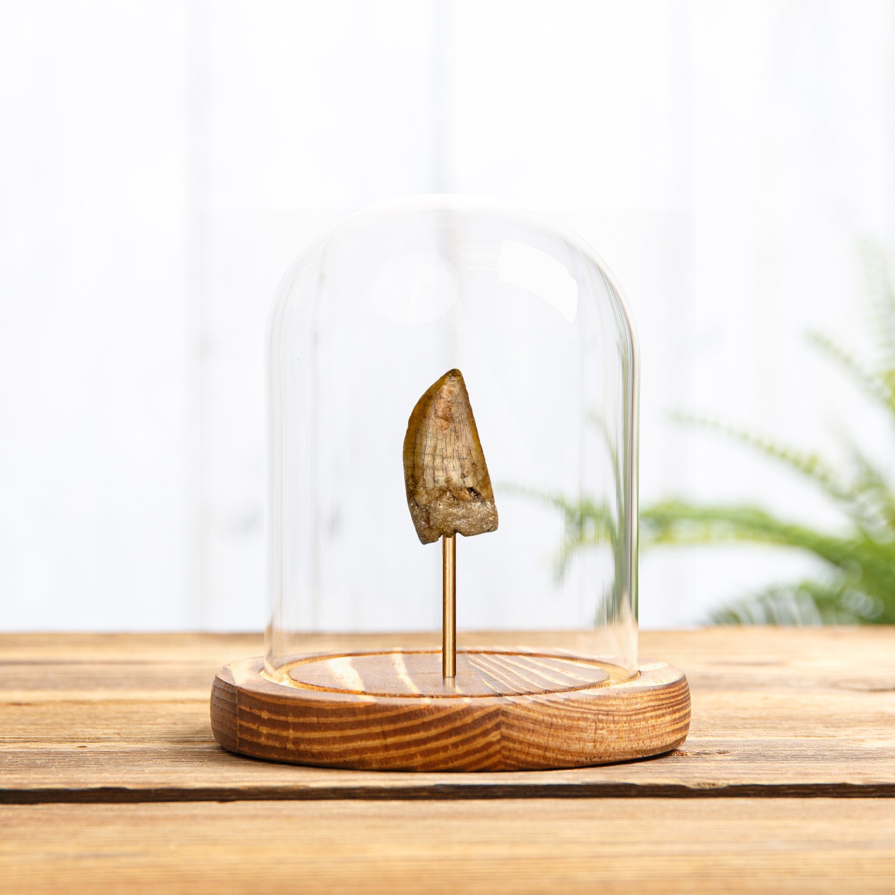 Minibeast Carcharodontosaurus Dinosaur Tooth Fossil In Glass Dome With Wooden Base (Carcharodontosaurus saharicus)