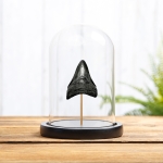 Minibeast 3 Inch Black Megalodon Shark Tooth in Glass Dome (Carcharodon megalodon)