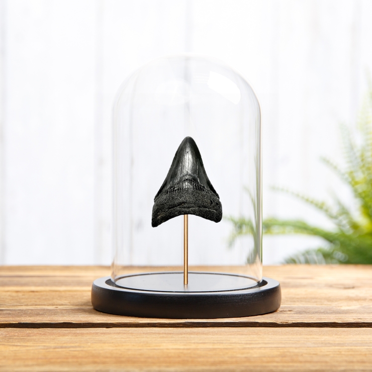 3 Inch Black Megalodon Shark Tooth in Glass Dome (Carcharodon megalodon) 3 Inch Black Megalodon Shark Tooth in Glass Dome (Carcharodon megalodon)