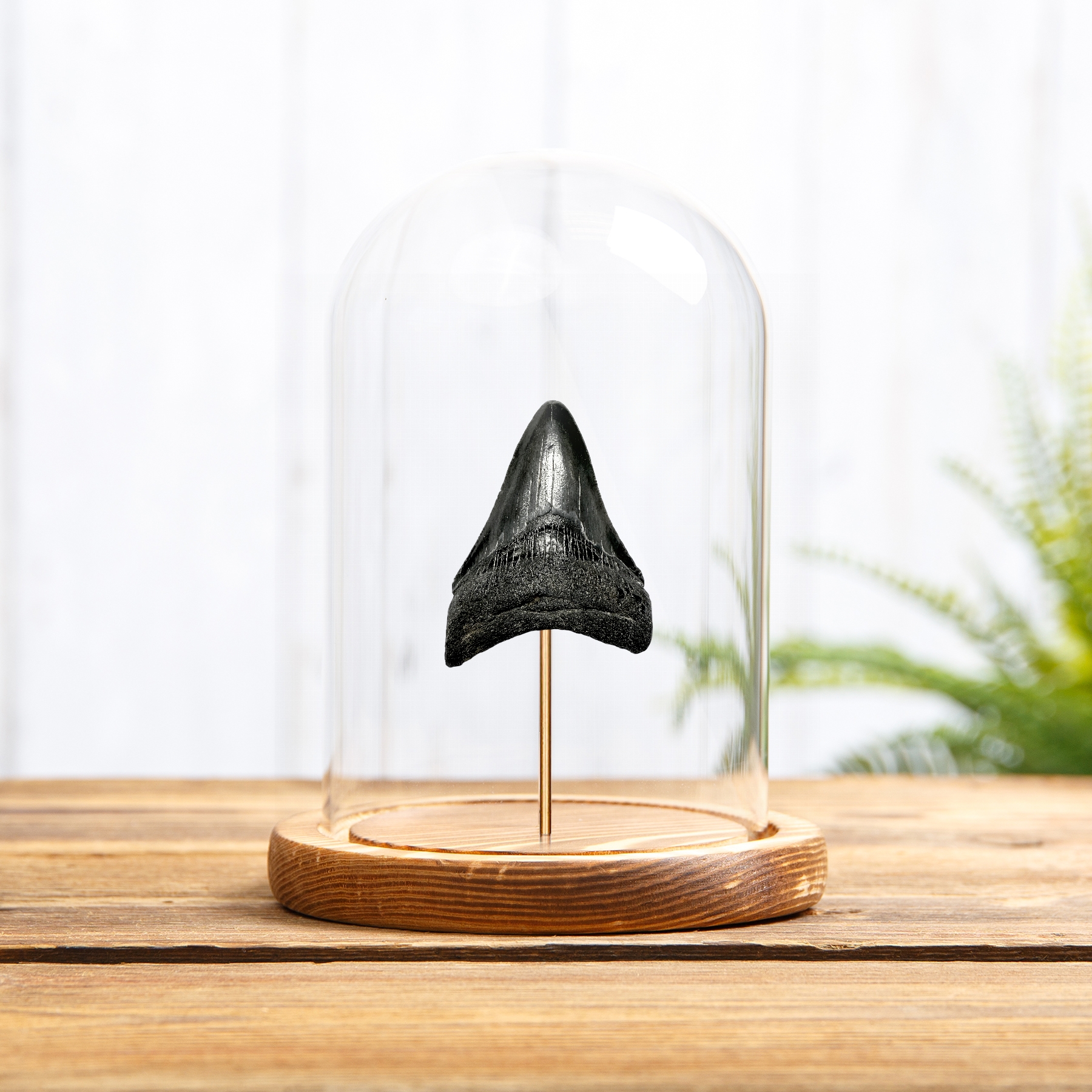3 Inch Black Megalodon Shark Tooth in Glass Dome (Carcharodon megalodon)