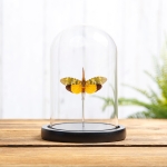 Minibeast Lanternfly In Glass Dome (Pyrops candelaria)