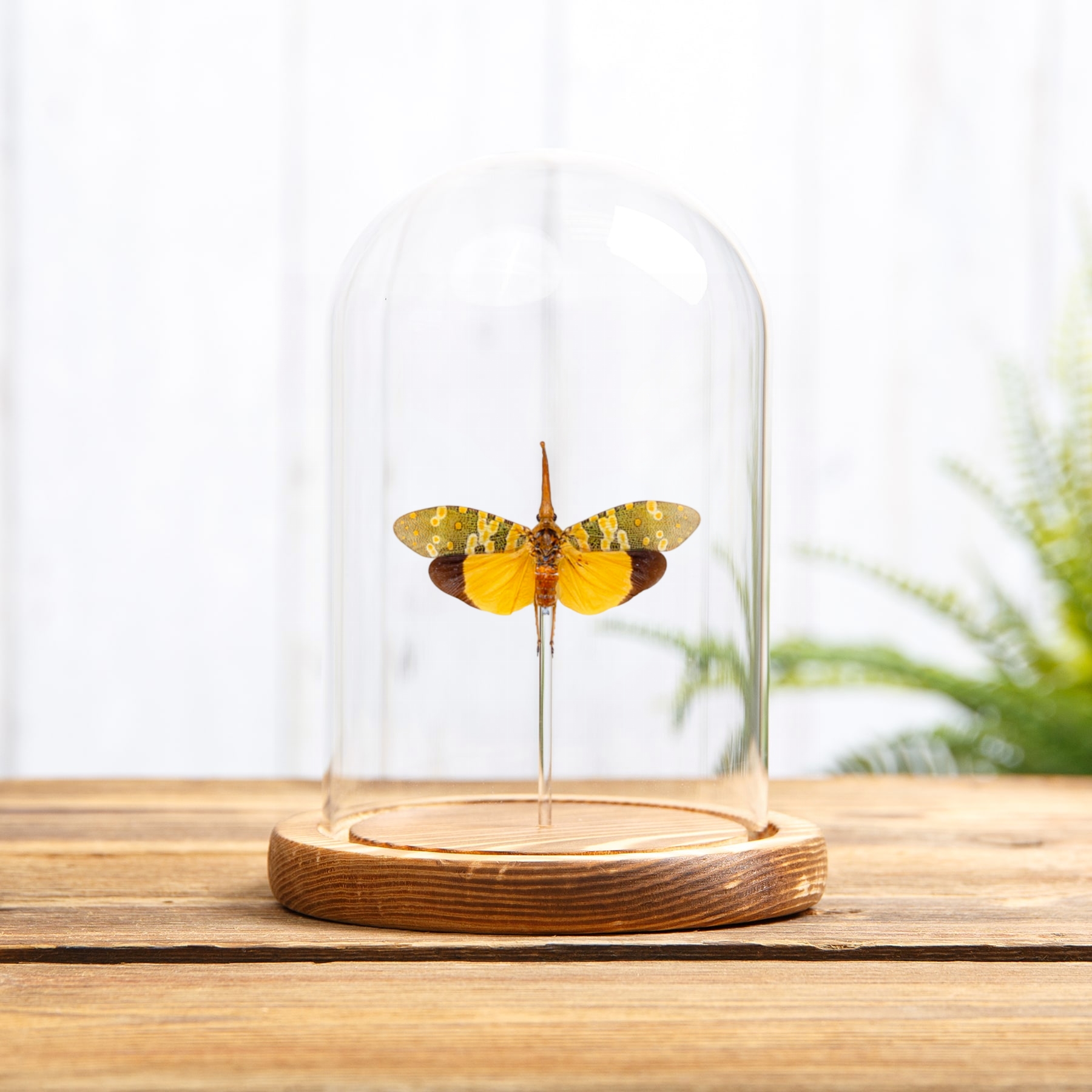 Lanternfly In Glass Dome (Pyrops candelaria)